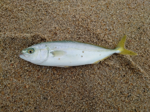 ワカシの釣果