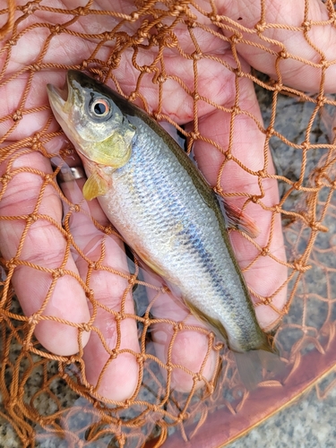 カワムツの釣果