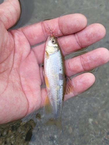 カワムツの釣果