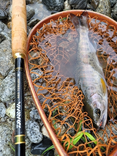 アマゴの釣果