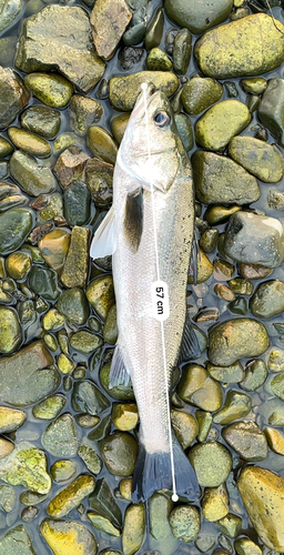 スズキの釣果