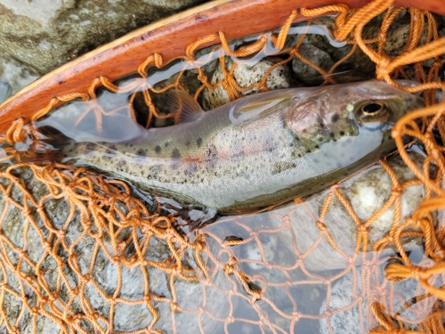 ニジマスの釣果