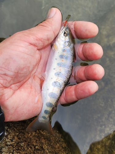 アマゴの釣果