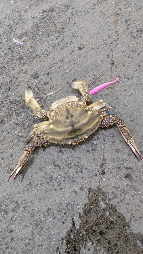 ワタリガニの釣果