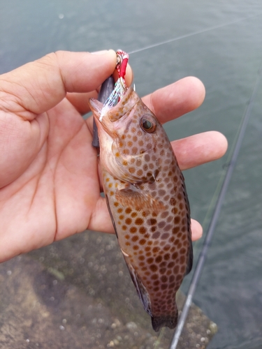 オオモンハタの釣果