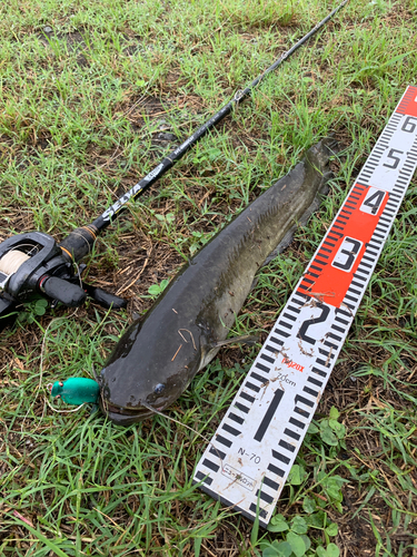 ナマズの釣果