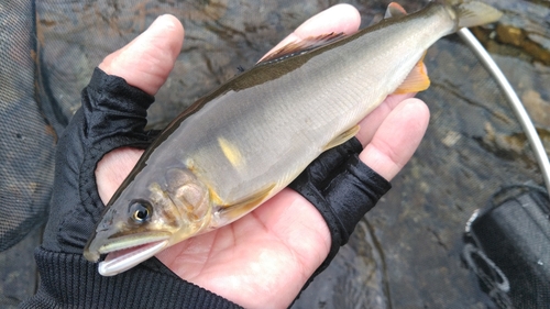 アユの釣果