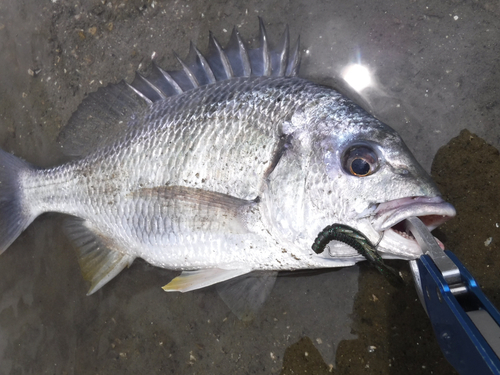 キビレの釣果