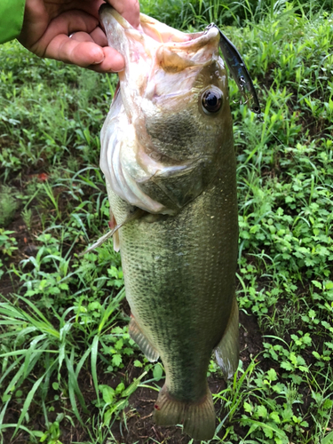 ラージマウスバスの釣果