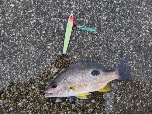 クロホシフエダイの釣果