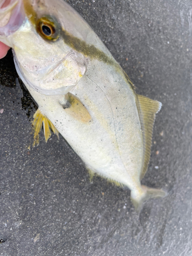 ショゴの釣果