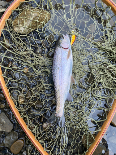 ニジマスの釣果