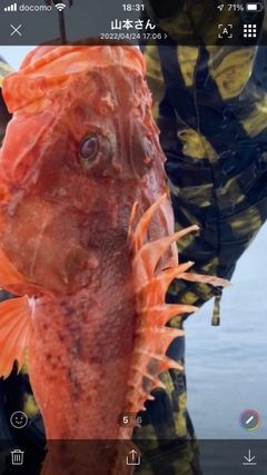 オニカサゴの釣果