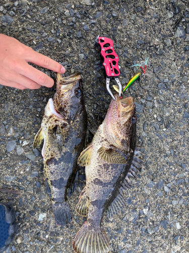 タケノコメバルの釣果