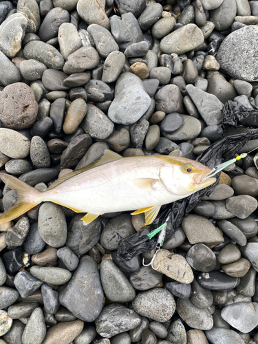 ショゴの釣果