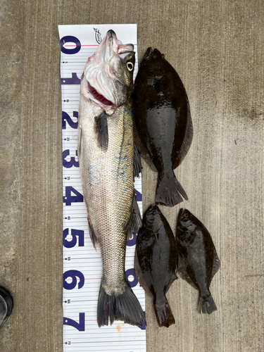 シーバスの釣果