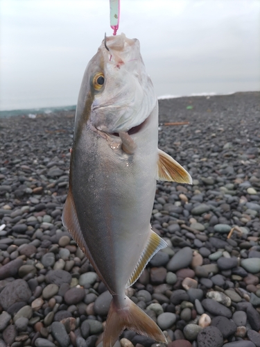 ショゴの釣果