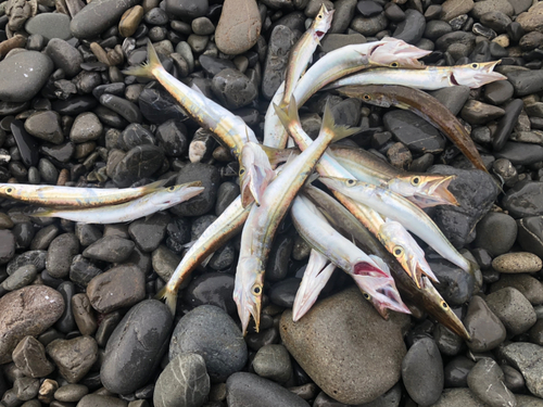 カマスの釣果