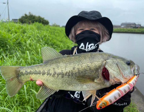 ブラックバスの釣果