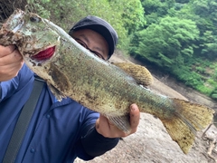 ブラックバスの釣果