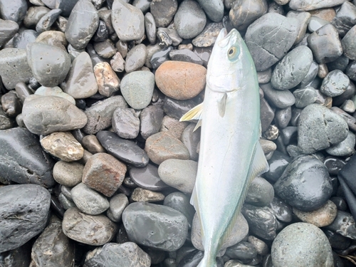 ショゴの釣果