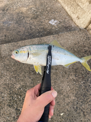 シオの釣果