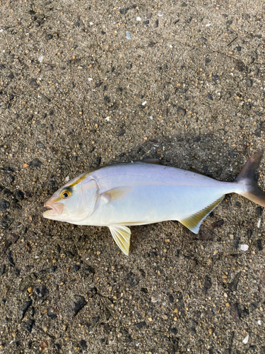 ネリゴの釣果