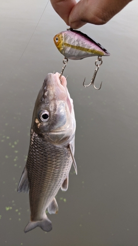 ニゴイの釣果