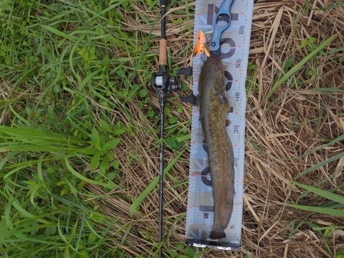 ナマズの釣果