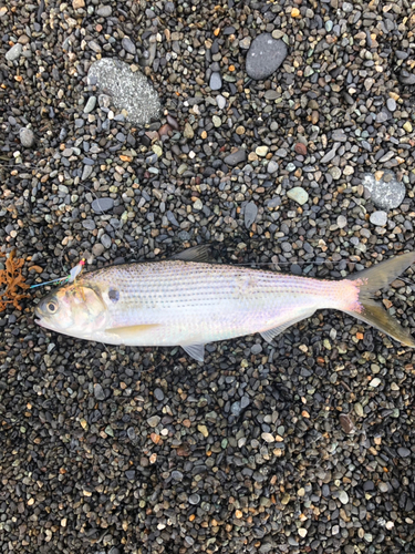 コノシロの釣果