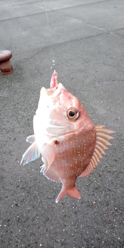 マダイの釣果