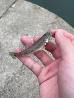 マハゼの釣果