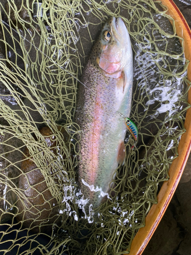 ニジマスの釣果