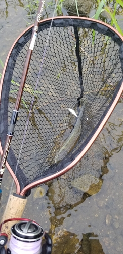 ハスの釣果