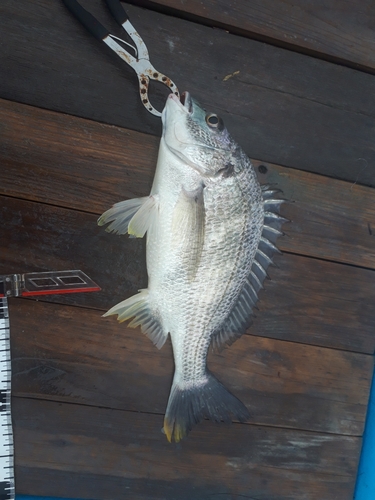 キビレの釣果