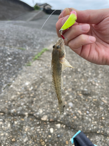 ハゼの釣果