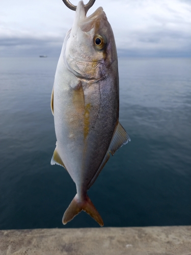 シオの釣果