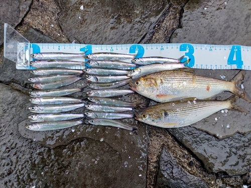 イワシの釣果