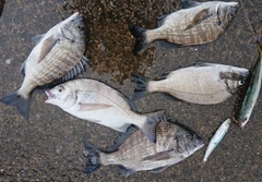 クロダイの釣果