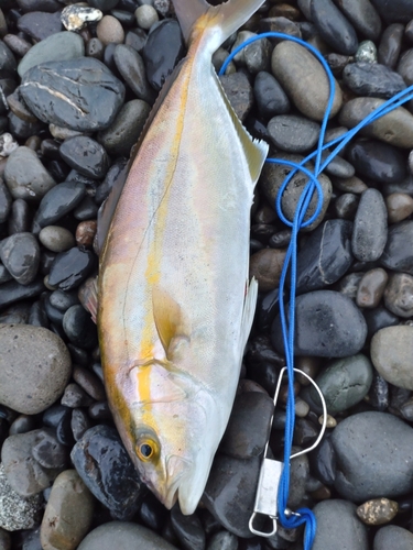 ショゴの釣果