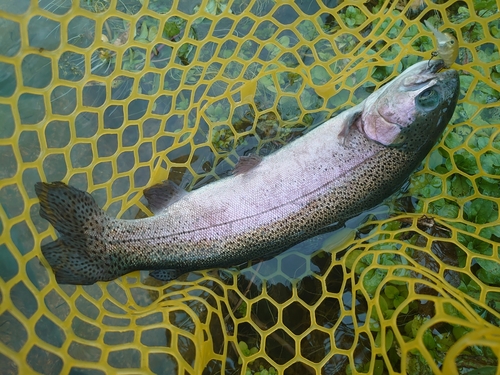 ニジマスの釣果