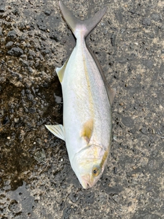 ショゴの釣果