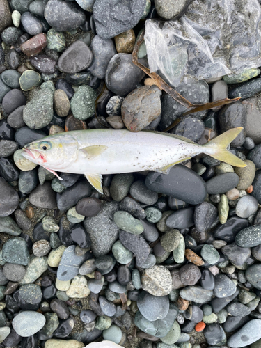 ワカシの釣果