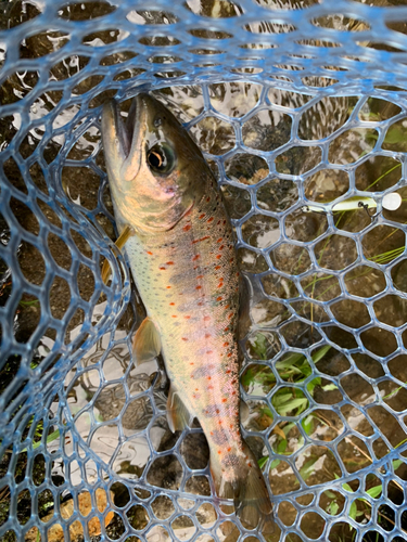 アマゴの釣果