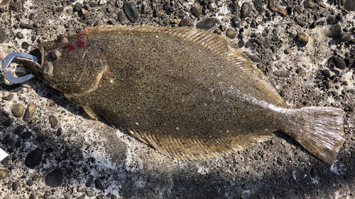 ヒラメの釣果