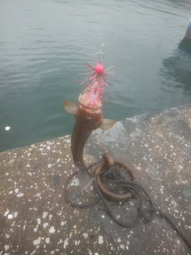 オオモンハタの釣果