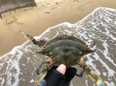 ガザミの釣果