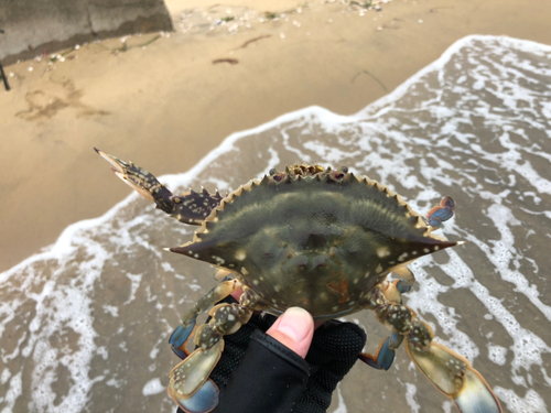 ガザミの釣果