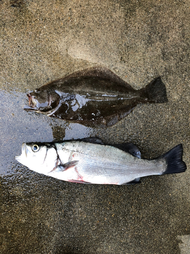 ヒラメの釣果