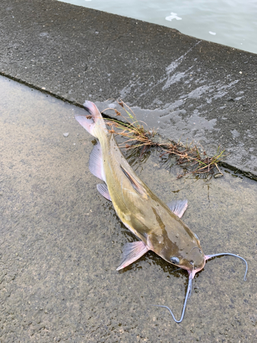 アメリカナマズの釣果